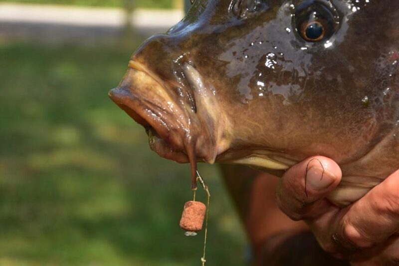 Dynamite Baits CompleX-T Wafters - obrazek 3